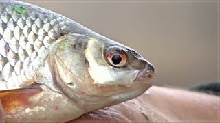 Friedfischangeln im Winter  Mit der Bolorute zum Fisch [upl. by Auehsoj]