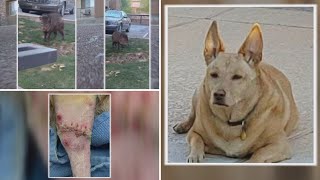 Phoenix familys dog attacked by javelina [upl. by Peddada]