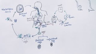 Ascaris lumbricoides Lifecycle  English   Ascariasis  Round Worm [upl. by Elisabet]