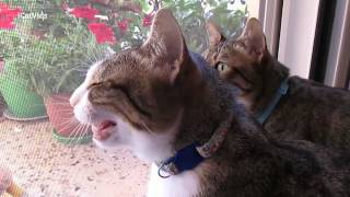 Cats meowing at birds [upl. by Gustie]