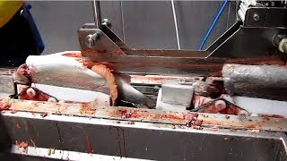 Amazing Automatic Fish Processing Line Machines Modern Technology  Big Catch in The Sea [upl. by Alolomo]