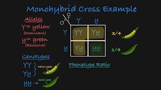 Monohybrid Cross Explained [upl. by Yblehs954]