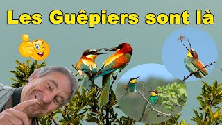 Les Guêpiers en quelques images [upl. by Us]