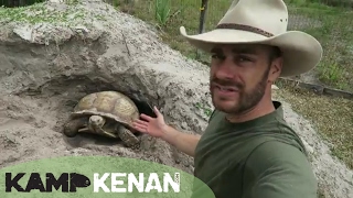 Sulcata Burrowing vs Nesting kamp kenan [upl. by Ranip76]