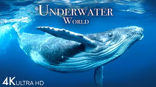 Underwater World 4K  Incredible Colorful Ocean Life  Marine Life  Scenic Relaxation Film [upl. by Pincus]