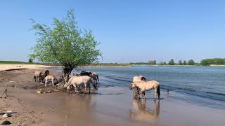 Wilde paarden op het strand [upl. by Ahsemot880]