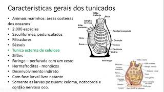 4 AULA b  Hemicordados Protocordados Subfilo Urochordata e Subfilo Cephalochordata [upl. by Eibreh508]