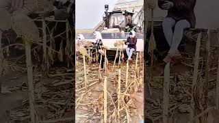 Harvester harvesting sunflower seeds process [upl. by Essy]