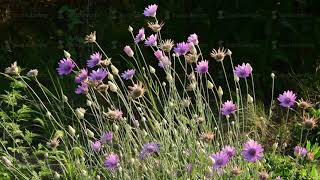 Blooming everlasting plant immortelle Xeranthemum annuum [upl. by Scarrow]