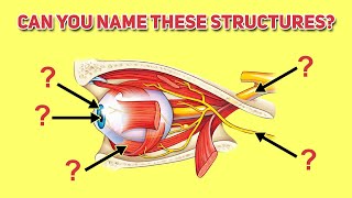 Anatomy of the Eye Quiz Structure and Function [upl. by Soni]