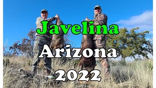 Javelina 2022  Arizona Bowhunt [upl. by Merna167]