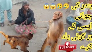 bandar ki funny videos [upl. by Stillas926]