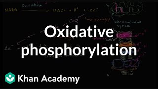 Oxidative phosphorylation and its mechanism [upl. by Hanaj]