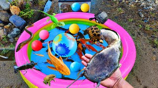 Fishing for big catfish in ponds ornamental fish colorful fish broomstick fish frogs turtles [upl. by Fabyola41]