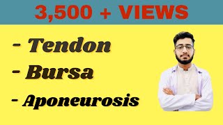 Tendon  Aponeurosis  Bursa in Detail DoctorAbdulQadeer [upl. by Mika67]