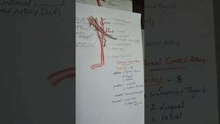 Branches of External carotid artery humananatomy learning [upl. by Annhej499]