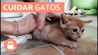 Cómo cuidar un GATO CACHORRO [upl. by Aevin]