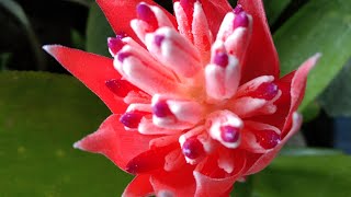 BILLBERGIA PYRAMIDALIS  FLAMING TORCH  SPECIES OF Bromeliad Rosemarie Tatz [upl. by Sucramad214]