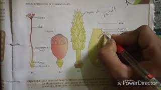 L02 reproduction in flowering plant chapter 2 in Hindi [upl. by Lohner]