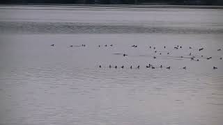 Lake BellaireGoldeneyes and some bufflehead ducks still finding something to eat in front112424 [upl. by Letsou790]