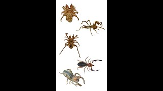 Different Family Names Of Solifugae  Known As Camel Spiders  Solifuges [upl. by Faden]