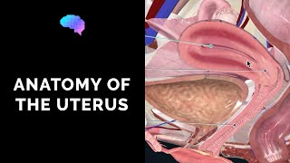 Anatomy of the Uterus  Ovaries  3D Anatomy Tutorial  UKMLA  CPSA [upl. by Lezlie66]