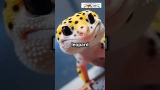 LeopardLike Gecko Secrets Colorful amp Cool [upl. by Publus]