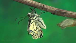 Papillon machaon [upl. by Eniawtna]