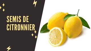 Comment réussir un semis de citronnier [upl. by Neltiac]