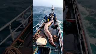 GIANT sea creature captured by fishermen🌊🐟⛴️ [upl. by Ruzich167]