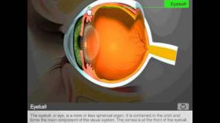 Anatomy of the eye by Quantel Medical [upl. by Yevoc]