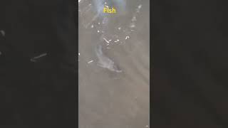 Fishing fish fishingtrending viral shorts [upl. by Wiggins390]