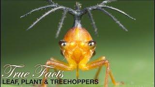 True Facts Leafhoppers and Friends [upl. by Mellie]