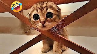 You Laugh You Lose😻🐶👋Funniest Dogs and Cats 2024🤣👋 [upl. by Akimyt465]