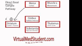 Basal Ganglia Direct Pathway [upl. by Prouty]