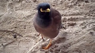 Mynah bird chirping Thailand [upl. by Delp515]