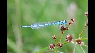 Southern Damselfly Project [upl. by Giliana]