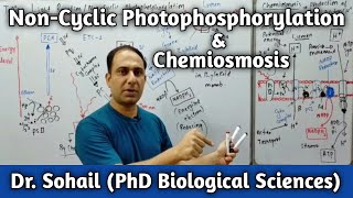 Non Cyclic Photophosphorylation  Chemiosmosis  Bioenergetics  11th Biology  MDCAT Biology [upl. by Aldwon383]