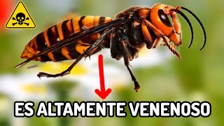 Los 5 insectos más peligrosos del mundo [upl. by Crandall]