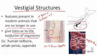 1114 Vestigial Structures [upl. by Buchalter449]