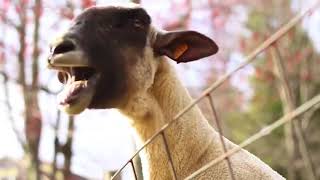 Lustige Ziegen schreien wie Menschen  Funny Goat screaming like people HD 2018 [upl. by Backler36]