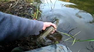 Beautiful Cutthroat Trout [upl. by Lister]