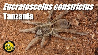 RARE TARANTULA Tanzania [upl. by Naivaj291]