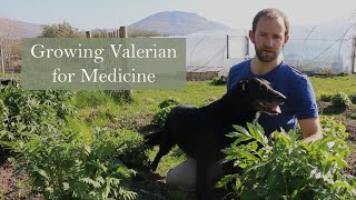 Valerian Growing with Herbalist Ross Hennessy [upl. by Merola]