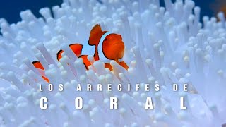 LOS ARRECIFES DE CORAL  El paraíso marino  mini documental tan natural [upl. by Clougher]