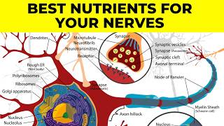 Essential Nutrients for Neuropathy amp Nerve Healing  Dr Gregory Kramer Chiropractor In Livonia Mi [upl. by Devin]