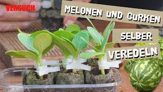 Melonen und Gurken selber veredeln Teil 1 [upl. by Marou]