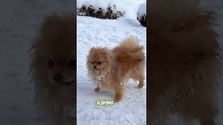 This Is What Makes Dogs Such Loyal Companions dog subscribe doglover shorts [upl. by Vallery]