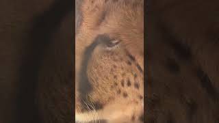 The difference between a Cheetah and a Leopard animals [upl. by Noraa]