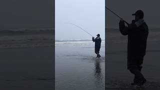 Huge surf fish caught [upl. by Venezia]